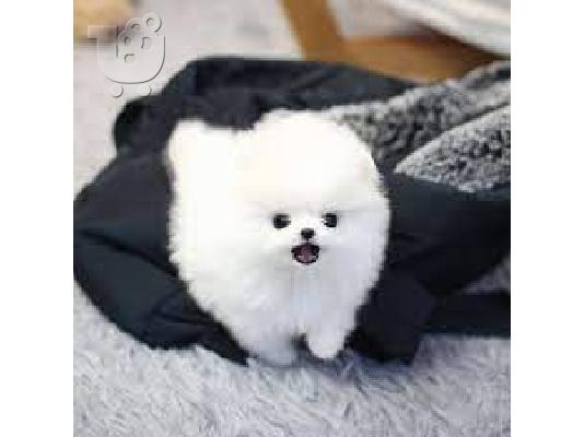 Εξαιρετικό φλιτζάνι τσαγιού Pomeranian κουτάβια για υιοθεσία και δώρο...